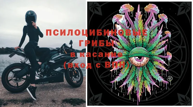 Галлюциногенные грибы Psilocybine cubensis  где найти   Зерноград 